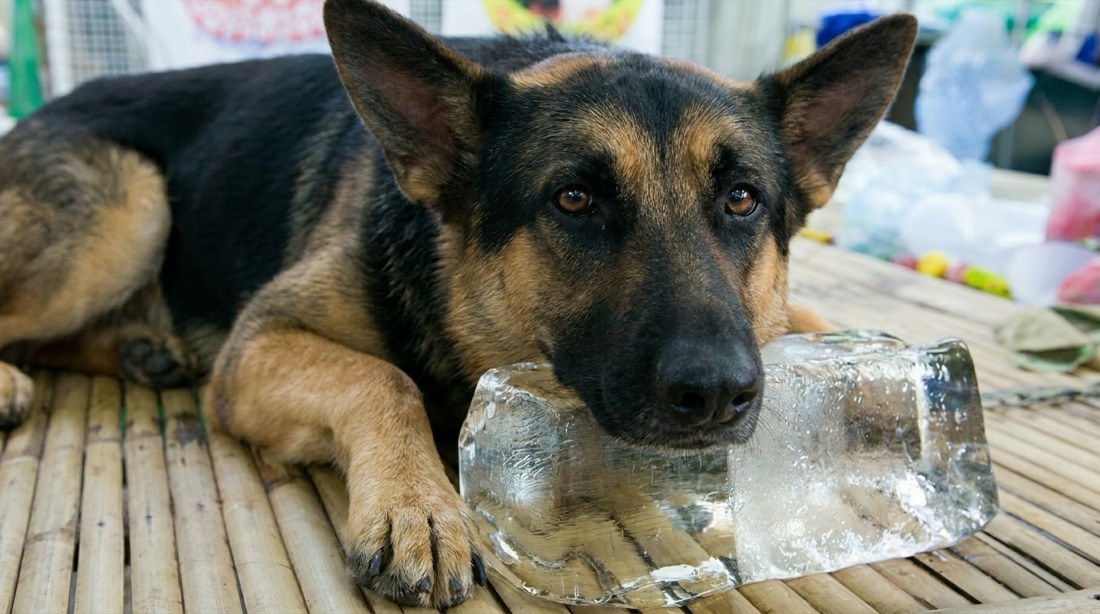 A real winning ad from the campaign: a dog resting its head on a block of ice